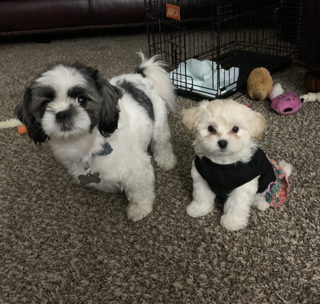 Two adorable dogs playing together and wagging their tails, on a plush carpet