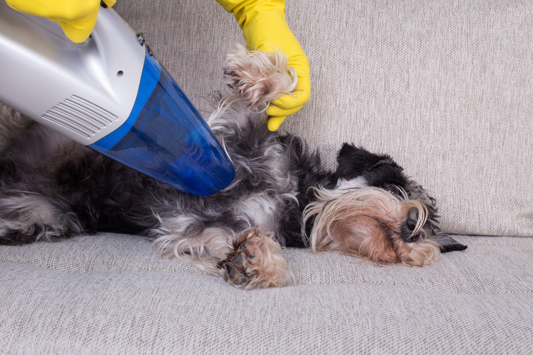 Pet dog being cleaned with steam to remove dirt and oils, leaving its fur soft and shiny.